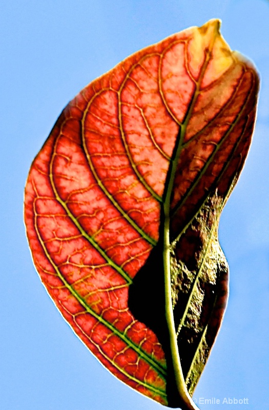 Ambient lite leaf