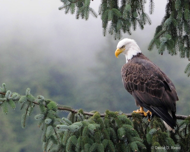 Alaskan Eagle