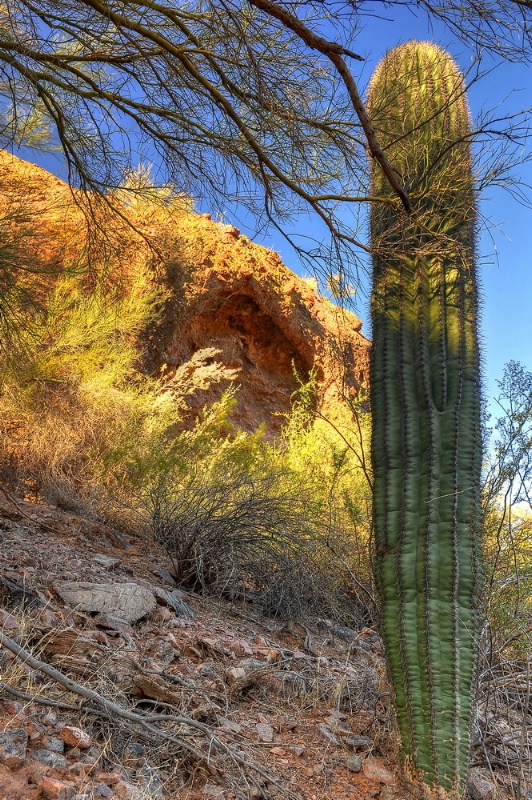 Majestic Cacti