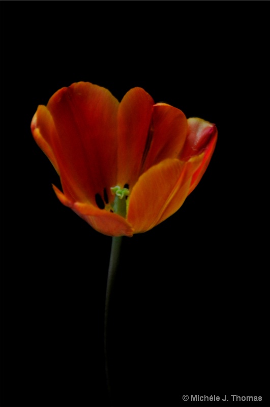 Just A Tulip !