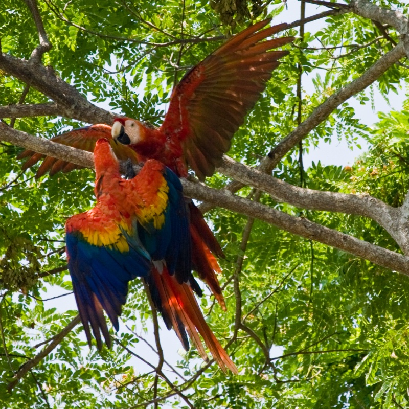 Macaw Fight