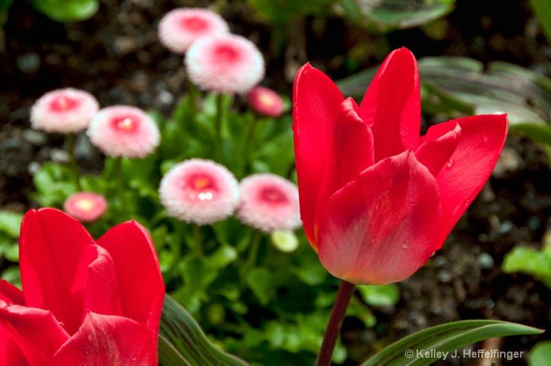 Tulips & English Daisies
