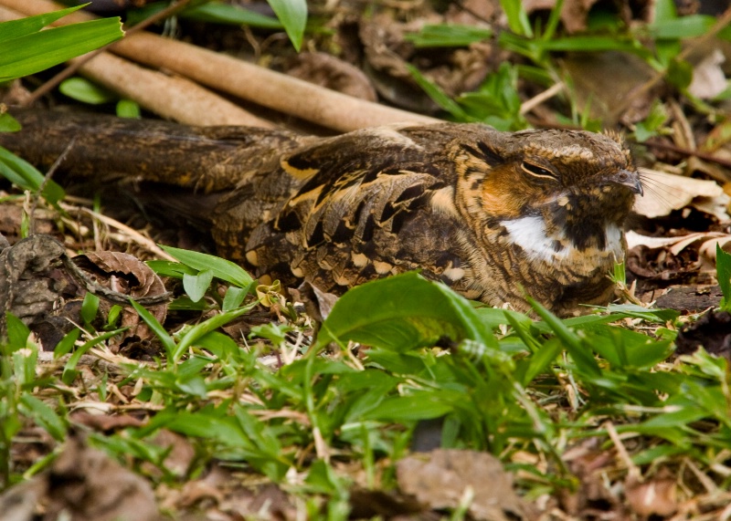 Nesting Nighthawk