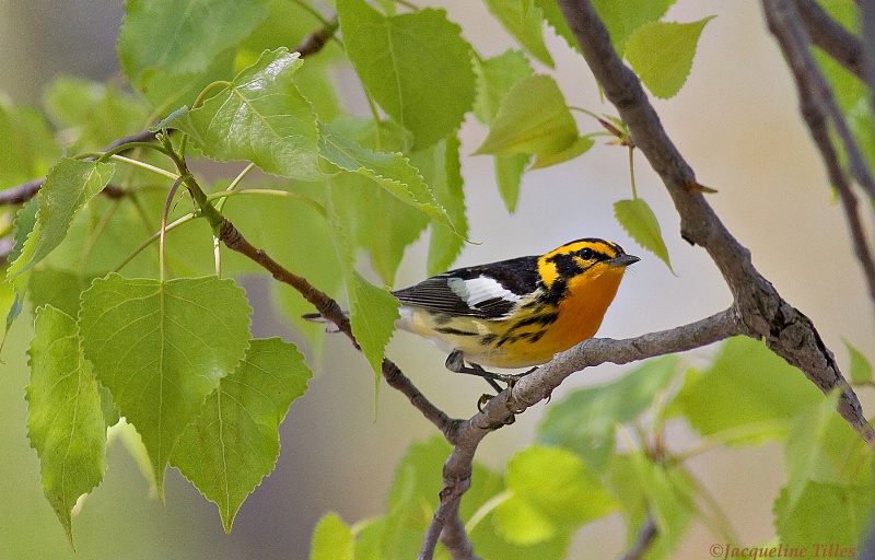 Blackburnian Warbler