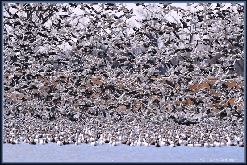 Snow Geese explosion