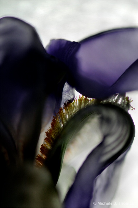 Iris From A Different View !