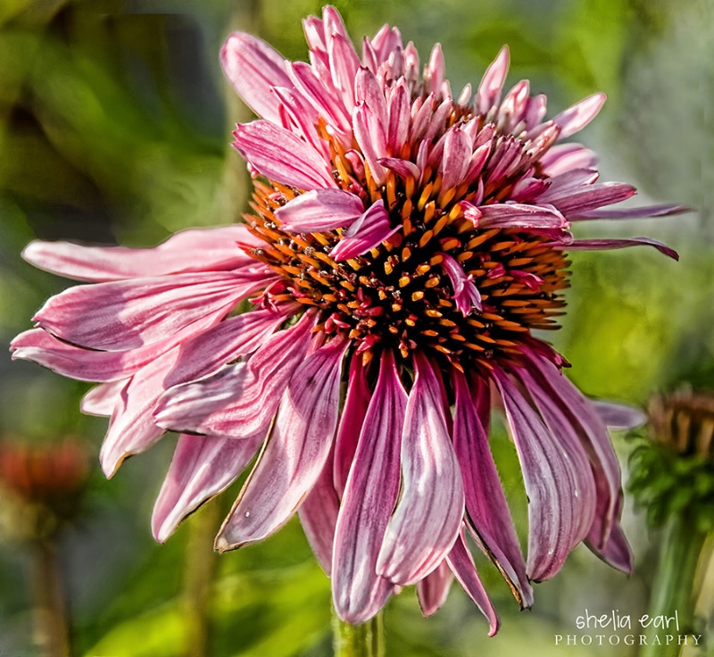 Another Flower@@Plant Store