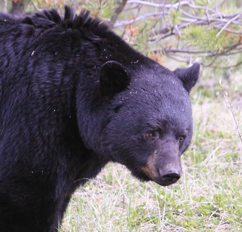 Black bear, Jasper parkway