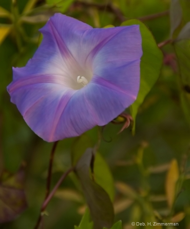 A Morning Glory in Morning Glory