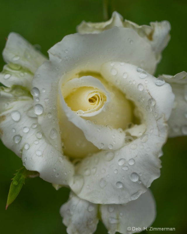 Raindrop on Spiraling White Rose