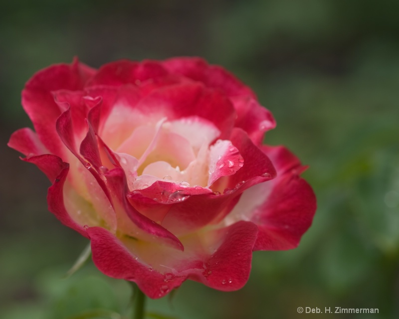 Raindrops on a Red and White Rose