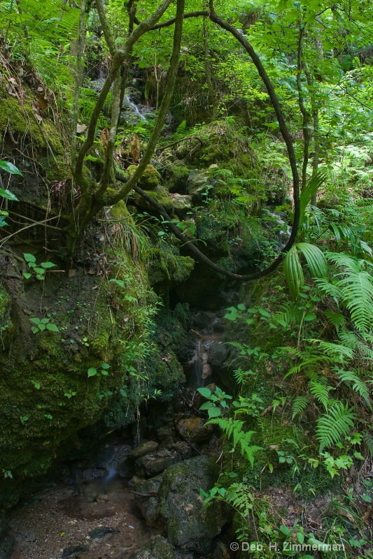 Trickling Waters at Devil's Millhopper