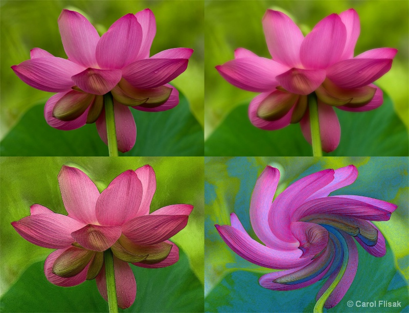 Lotus Transformation