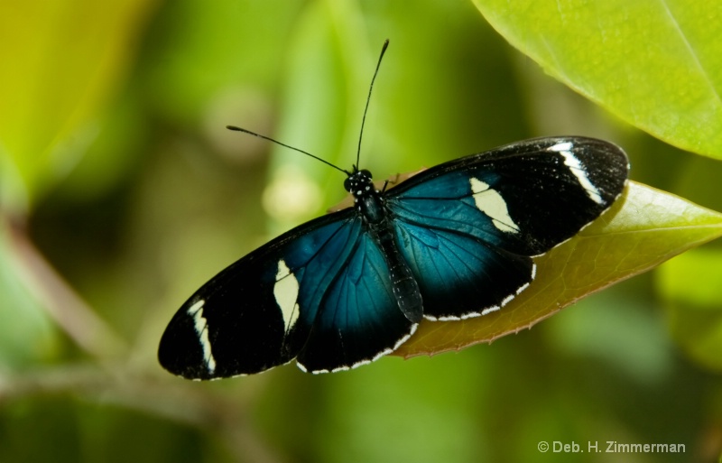 Blue Doris Longwing Butterfly