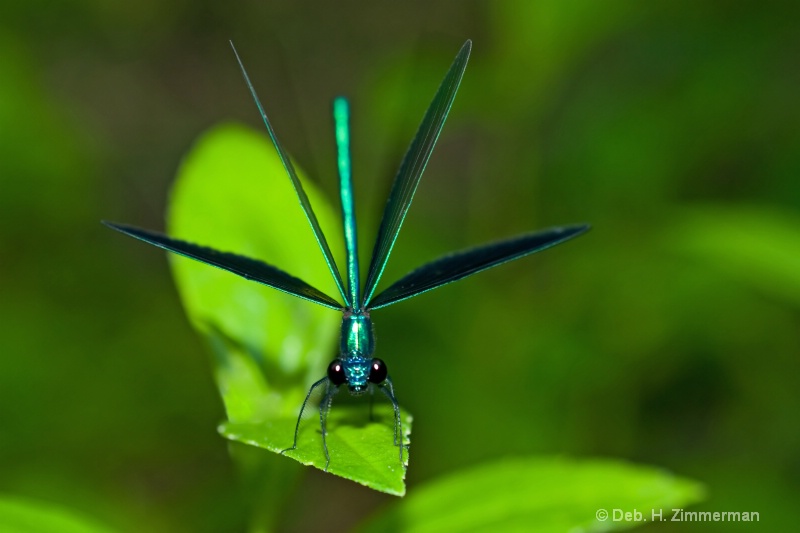 Damselfly -calopteryx maculata -About to lift-off