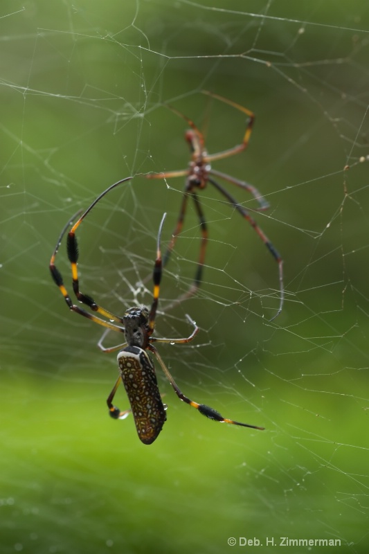 Golden orb Spiders in Almost Mirror Image