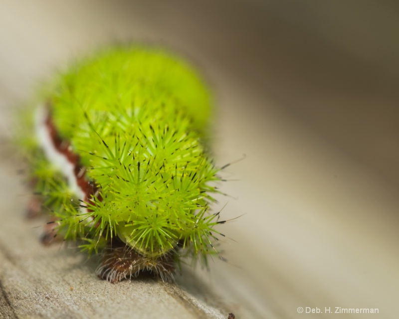 Io Moth Caterpillar -automeri io - leaving 