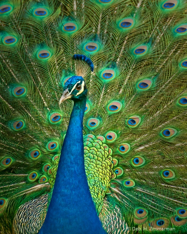 Youthful peacock
