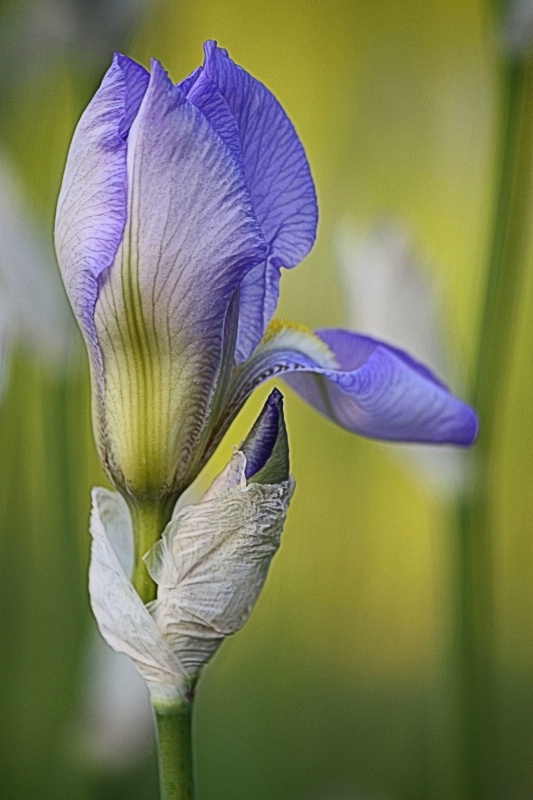 Evening Iris