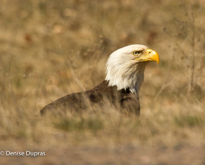 Bald Eagle in the Grass