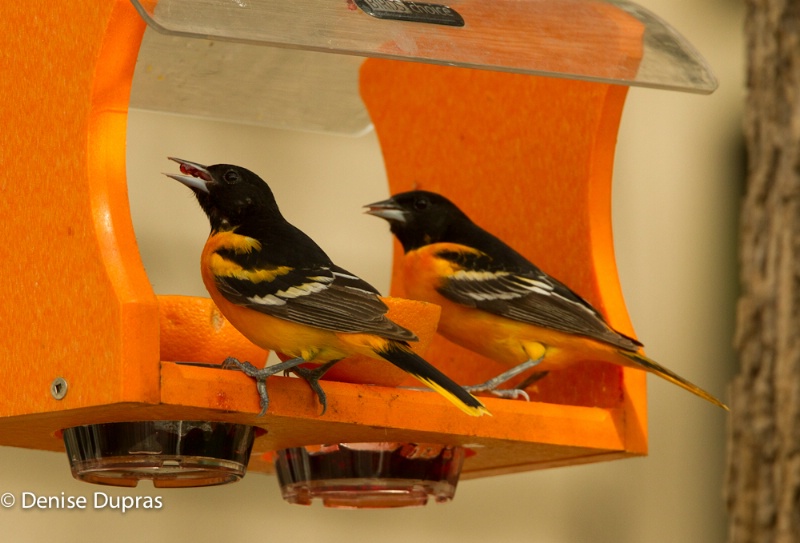Orioles at Jelly Feeder