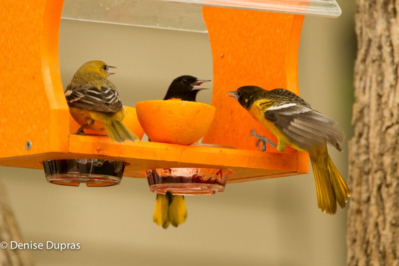 Orioles at Feeders