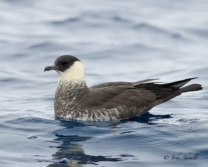 Pomarine Skua - May 21st, 2011