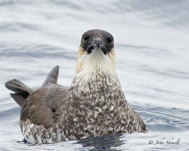 Pomarine Skua - May 21st, 2011