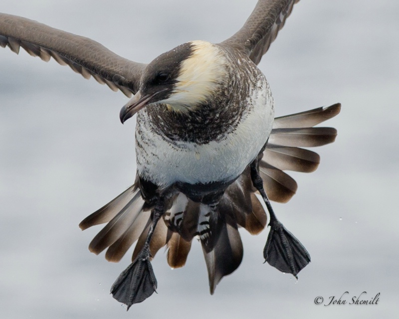 Pomarine Skua - May 21st, 2011