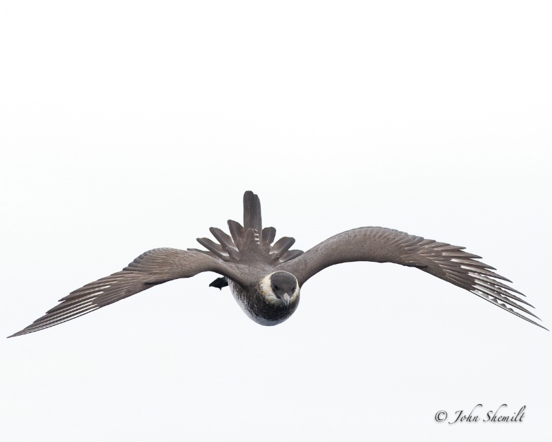 Pomarine Skua - May 21st 2011