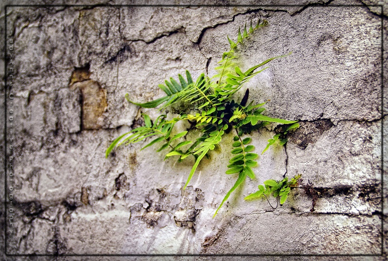 Nature Finds a Way
