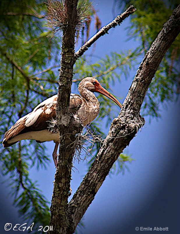 Juvenile White Ibis