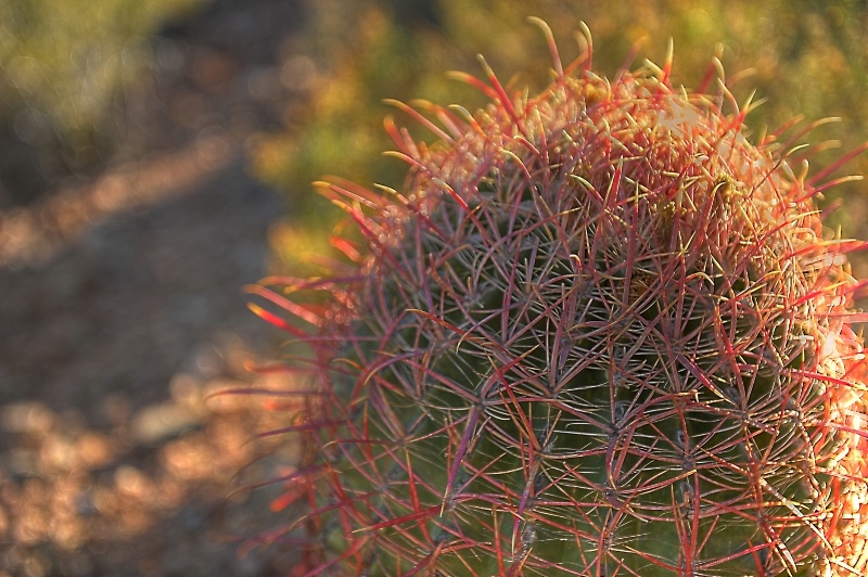 Desert Flower