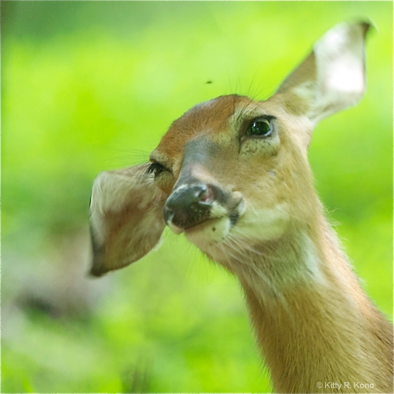 Deer Shaking Flies Away