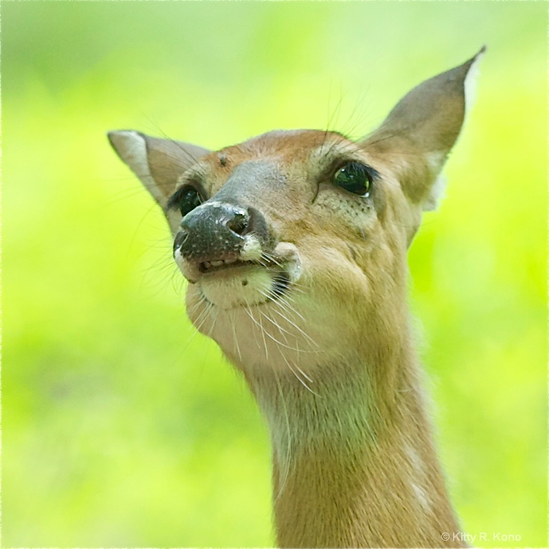 Deer with Overbite