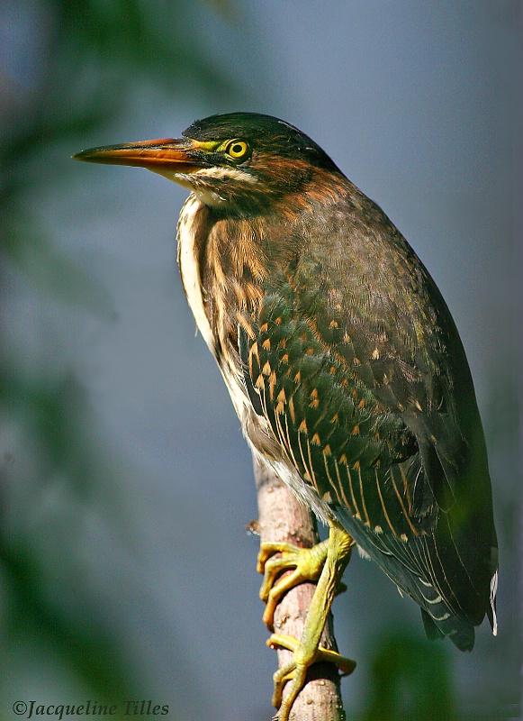 Green Heron