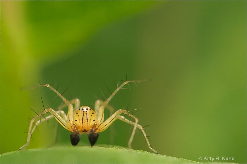 Striped Lynx Spider in a Staring Contest