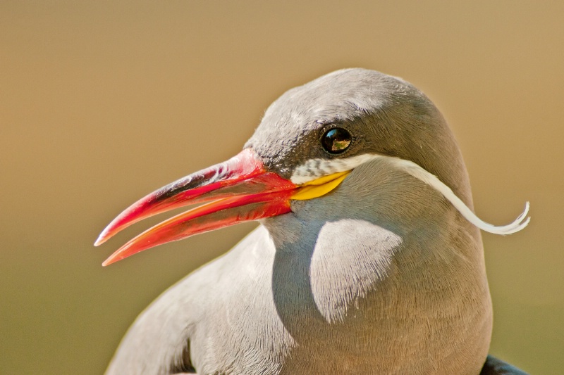 Bronx Puffin