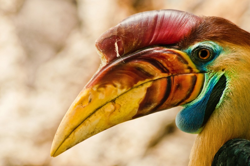 Colorful Beaked Toucan