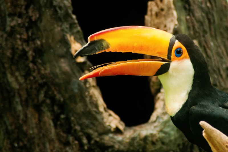 Bronx Toucan
