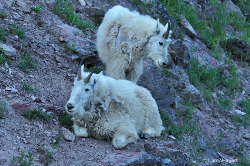 Glacier National Park- Mountain Goats