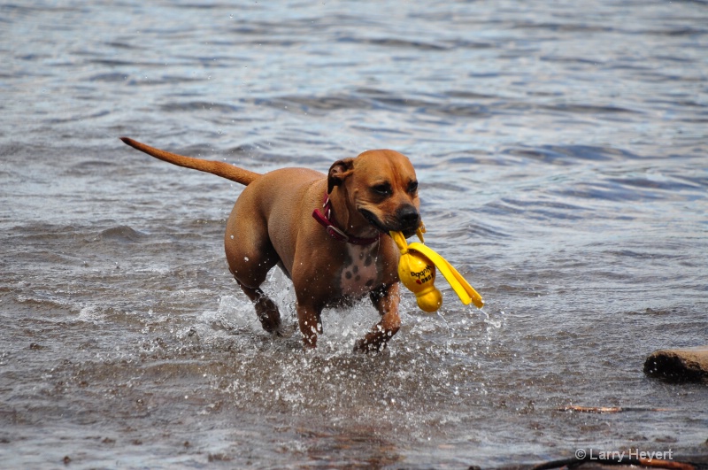 Dog Playing at Flathead Lake in Bigfork, Montana