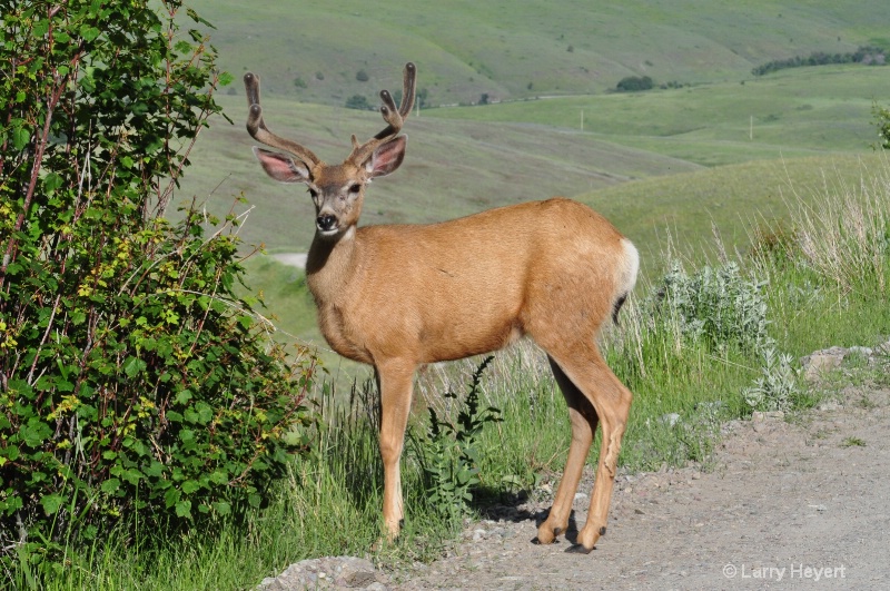 Deer at National Bison Range in Montana