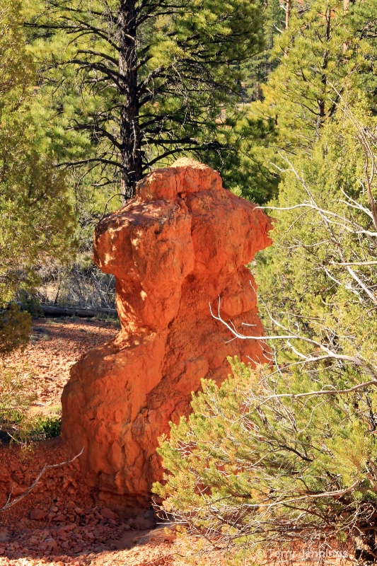 Lone Hoodoo In The Forest