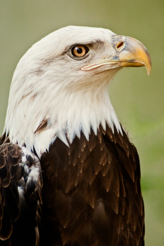 American Eagle
