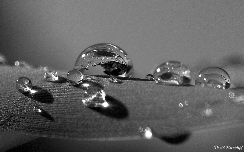 Black and White  Drops