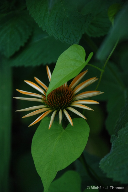 Cone Flower Peeking Out From The Dark !