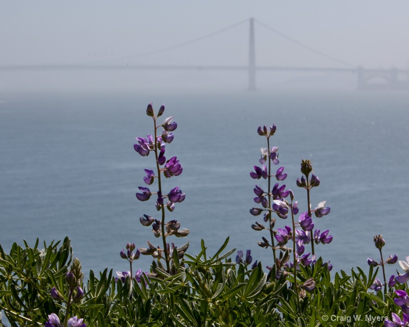 Lupine by the Bay