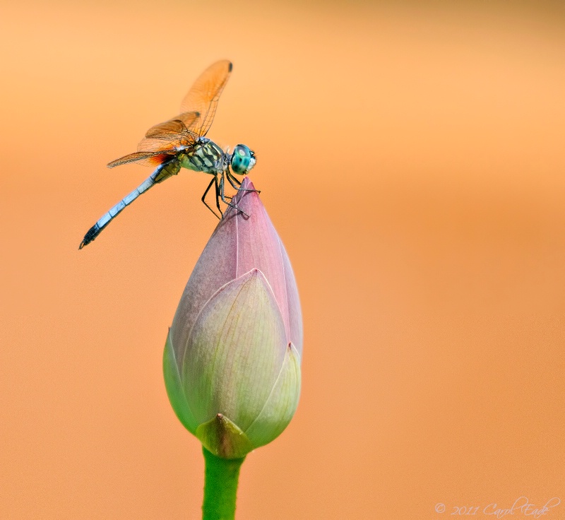 Balance Of Nature