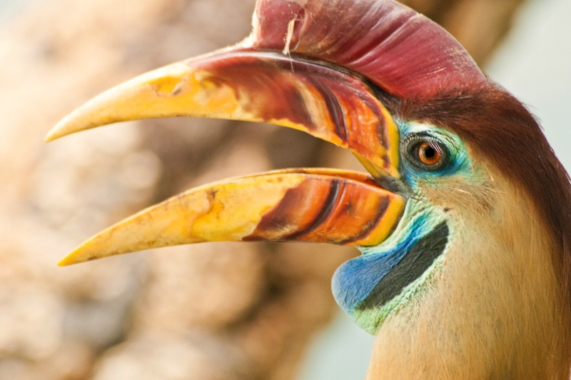 NYC Toucan